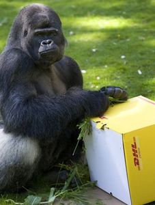 Gorilla mit DHL-Paket