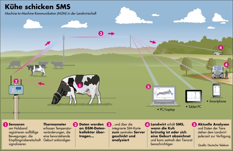 Grafik Kuh schickt SMS